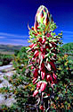 1-yucca-blossom