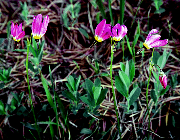 alpine-shooting-stars-yosemite-national-park-california