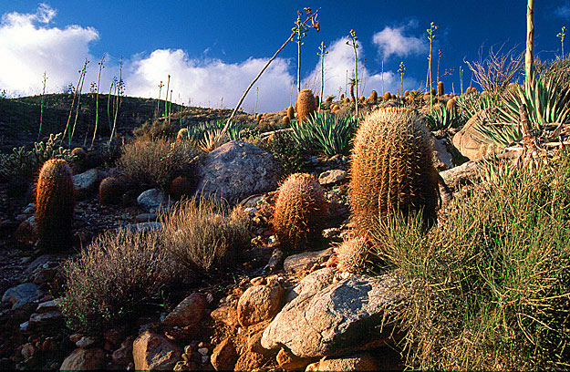 barrel-cactus-garden-anza-borrego-desert-s-p-southern-california