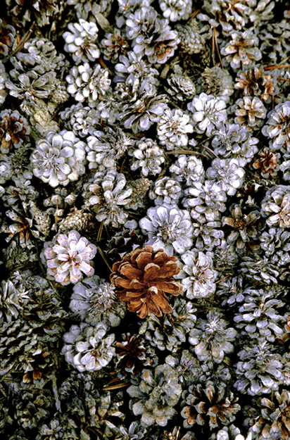 segregation-ansel-adams-wilderness-california