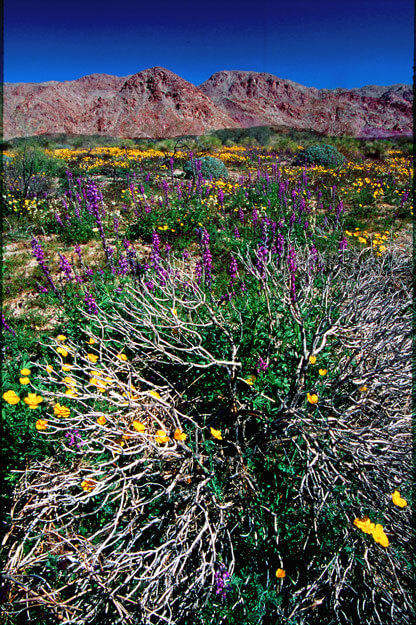 desert-flowers