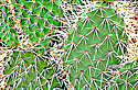 prickly-pear-cactus-az-thumb