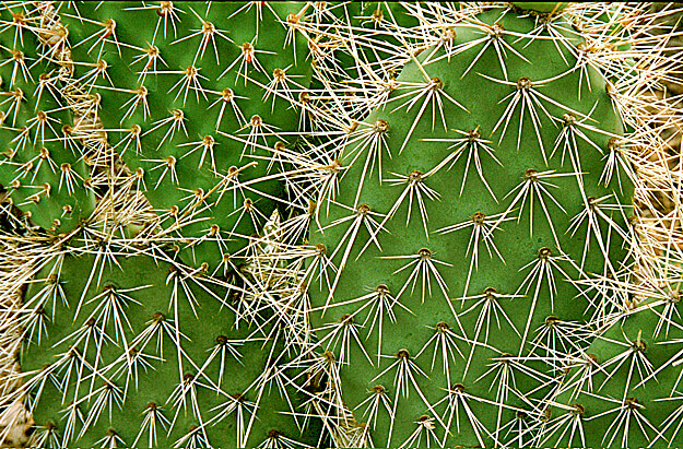 prickly-pear