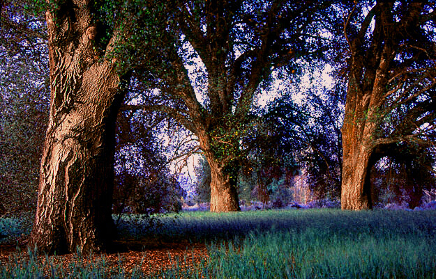 three-oaks-at-dusk